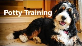 How To Potty Train A Bernedoodle Puppy  Bernedoodle House Training Tips  Bernedoodle Puppies [upl. by Mace632]