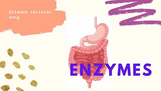 Enzymes revision song [upl. by Llemhar]