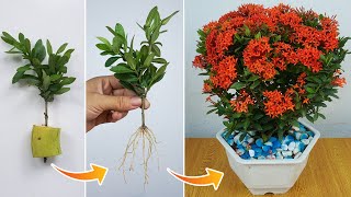 How to propagate Ixora flowers by cuttings  Ixora plant care [upl. by Mackenie536]