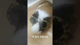 이쁘니 밤톨이 guineapig 소동물 モルモット 기니피그 햄스터Hamster [upl. by Anaerda]