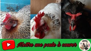 Comment mettre une poule à couver [upl. by Fulbright975]