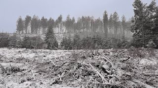 Kielder Forest  Snow fall Feb 2024 [upl. by Guinn526]