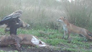 Wedge tail eagle fox stand off [upl. by Norrabal984]