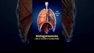 Lungs Anatomy 3D animation [upl. by Veron]