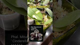 данапротасова orchid orchideenpflege орхидеи orchideen mituo [upl. by Player375]