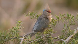 Bluenaped Mousebirds in Kenya [upl. by Enitsugua50]