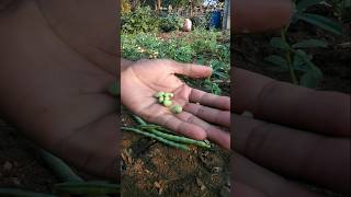 Raw grains of green cowpea taste very tasty nature farming cowpea shorts [upl. by Harac387]