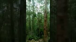 Nilgiri Forest Kerala  nilgiris forest [upl. by Nahallac]