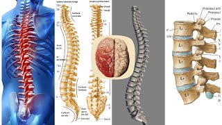 Medicina COLOANA VERTEBRALA OSOASA particularitati [upl. by Hodgson686]