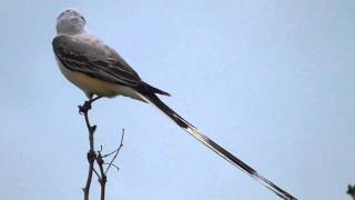 Scissortailed flycatcher [upl. by Airamas]