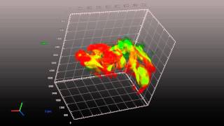 ZEISS Lightsheet Z1 Olfactory epithelium [upl. by Tillion]