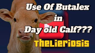 Theileriosis In Cattle Symptoms  Theileria In Cattle  Theileriosis Treatment in Cattle [upl. by Ylrebmyk647]