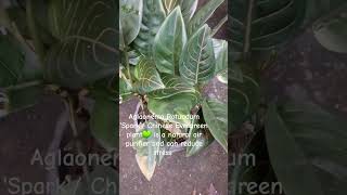 Chinese Evergreen💚 symbolizes luck and harmony gardening plantita plant shortvideo shorts [upl. by Sualk675]