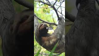 5 Fascinating Facts About Sloths [upl. by Gian165]