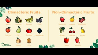 Climacteric and Non Climacteric Fruits Hort 508 Postharvest Horticulture [upl. by Anohr]