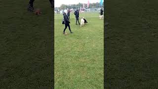 BORDER COLLIE ATTRACTED  TO ALL THE DOGS AT THE DOG SHOW [upl. by Yleak]