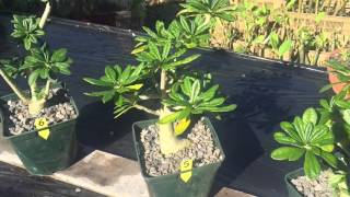 Dorstenia gigas Plants amp Seeds For Sale [upl. by Annala]