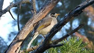 Noisy miner  Manorina melanocephala [upl. by Koerlin912]