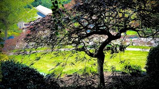 Summer pruning of a large Acer palmatum dissectum in Mt Vernon WA  Second session after winter [upl. by Socem708]