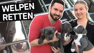 Hunde retten Das schmutzige Geschäft mit Hundewelpen im Internet  PULS Reportage [upl. by Krahling455]