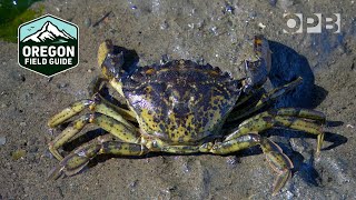 Green crabs are invading the Pacific Northwest coast  Oregon Field Guide [upl. by Nagey]