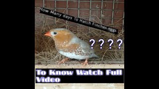 How many days To Hatch Finches Eggs  Finches Egg Hatching period [upl. by Amorette]