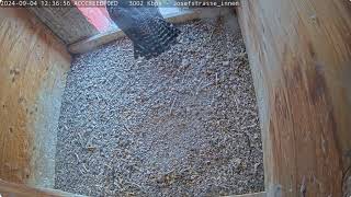 Kestrel and peregrine in one box Oeps 04092024 [upl. by Leach]