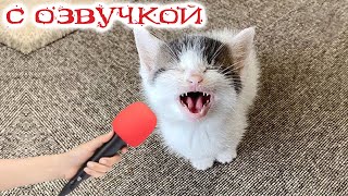 Приколы с котами С ОЗВУЧКОЙ  УГАРНЫЕ Смешные коты Самые смешные животные [upl. by Hsilgne]