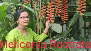 All about Heliconia Rostrata [upl. by Geno]