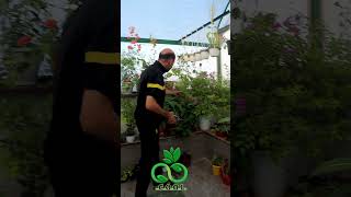 تمتع بزراعة الجهنمية بهذه الطريقة Growing Bougainvillea Cuttings الجهنمية bougainvillea [upl. by Eidac288]