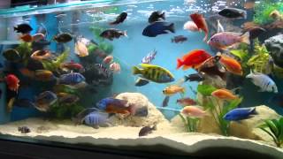 African Cichlid 100 Gallon Tank Update 28614 [upl. by Arley]