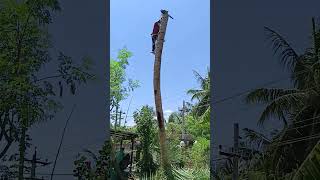 Pattukkottai tree cutter [upl. by Nosydam]