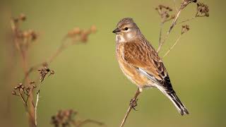 The song of the Common Linnet  Bird Sounds to recognize the Common Linnet  10 Hours [upl. by Dorree]