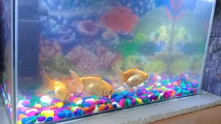 goldfish tank setup like aquariumfishfish tropicalfish subscribe fish aquaria freshwaterfish [upl. by Will879]