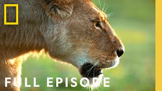 African Queens Lions vs Hyenas Full Episode  Queens  NatGeo [upl. by Accever173]