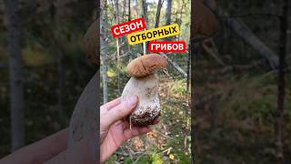 ЧТО НИ ГРИБТО ФАНТАСТИКА🔥mushroom boletus грибы2024 porcini funghi shorts grzyby nature [upl. by Toms530]