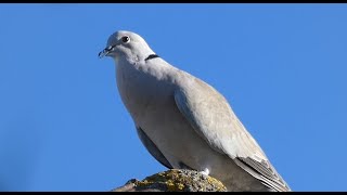 Tourterelle Turque chant [upl. by Ayanad]