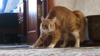 Adrenaline Cats  Funny Cat Video Compilation 2020 [upl. by Aknayirp]