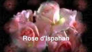 Rose dIspahan de et par Jean Sablon [upl. by Sallyann]