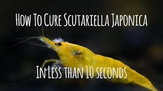 How To Cure Scutariella Japonica In 10 Seconds [upl. by Eloisa]