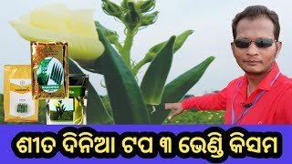 okera farming in odishaଶୀତଦିନିଆ ଭେଣ୍ଡିଚାଶ okera [upl. by Notlehs]