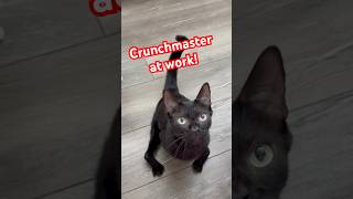 Crunchmaster at work 🍪🐾Meanwhile Jack tries to grab a bite too treattime blackcatshortsvideo [upl. by Marva432]