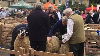 Sheep judging at the Masham Sheep Fair [upl. by Nyraf]