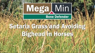 Setaria Grass and Avoiding Bighead in Horses [upl. by Carmelia]