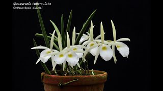 Brassavola tuberculata na Pedra Phaius e muito mais [upl. by Yedok]