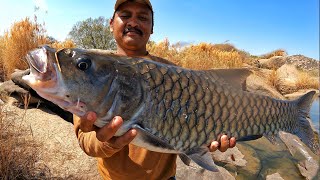 ತುಂಗಭದ್ರಾ ನದಿ River Tiger Masheer Fish  Masheer Fishing India [upl. by Fawne453]