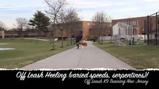 Dog Agressive St Bernard Off Leash K9 Training New Jersey [upl. by Ekralc40]