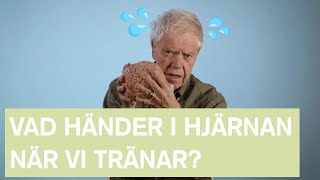 Vad händer med hjärnan när vi tränar  Hjärnkanalen [upl. by West]