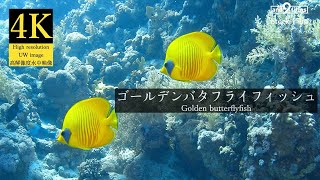 【4K 水中映像】ゴールデンバタフライフィッシュ  Golden butterflyfish  Chaetodon semilarvatus [upl. by Eirrod232]