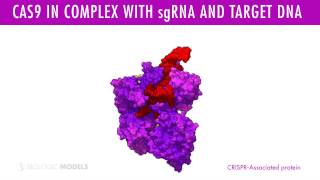 Cas9CRISPR in complex with sgRNA and target DNA [upl. by Sacttler995]